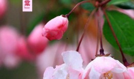 一路生花,探寻生命旅程中的美丽绽放