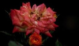 哭泣的玫瑰,探寻爱情与命运的悲歌