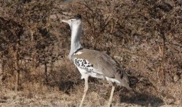 女鸨安,传奇妓院女掌门的风华传奇