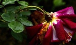 哭泣的玫瑰,探寻爱情与命运的悲歌