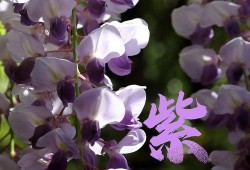 一路生花,探寻生命旅程中的美丽绽放