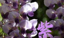 一路生花,探寻生命旅程中的美丽绽放