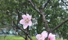 一树桃花开,春意盎然